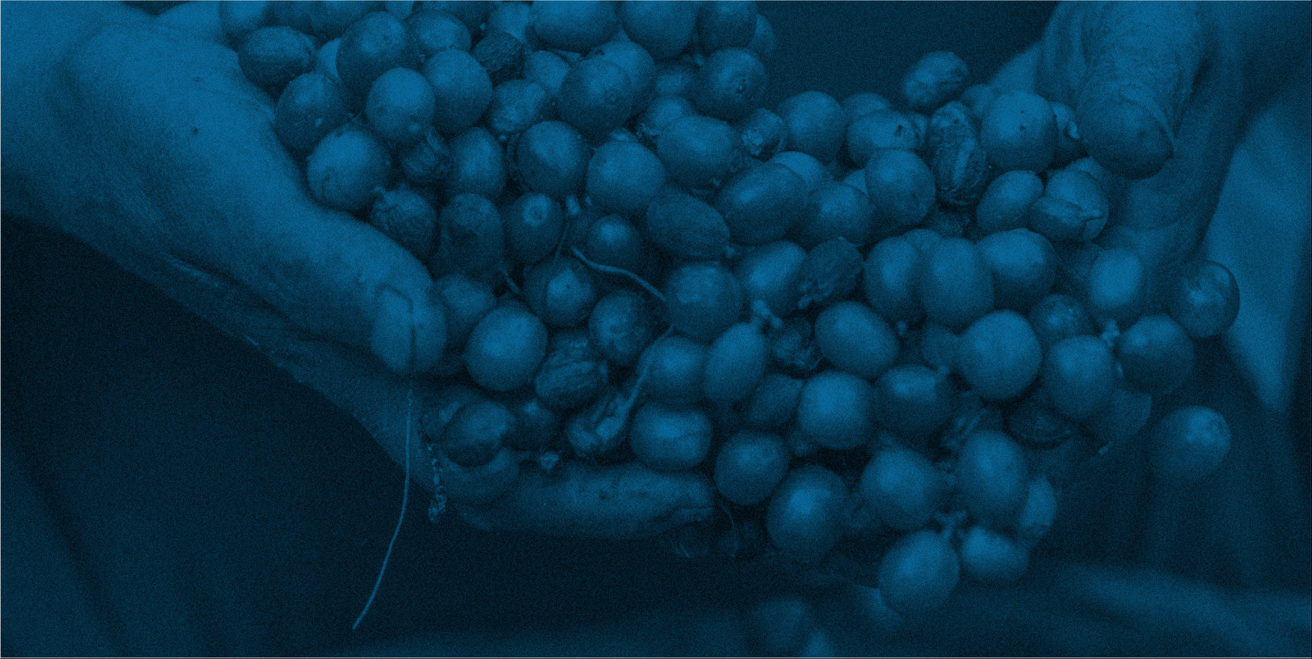 Racimo de uvas